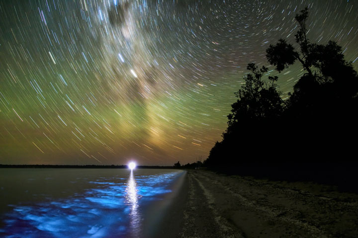 Bioluminescence in the Gippsland Lakes
